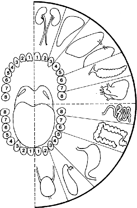 Энергетическая проекция внутренних систем на зубах

человеческого организма (по Josef Jonás)