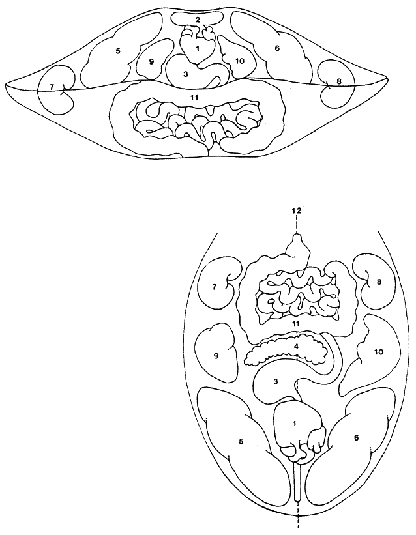 Языковая и губная диагностики